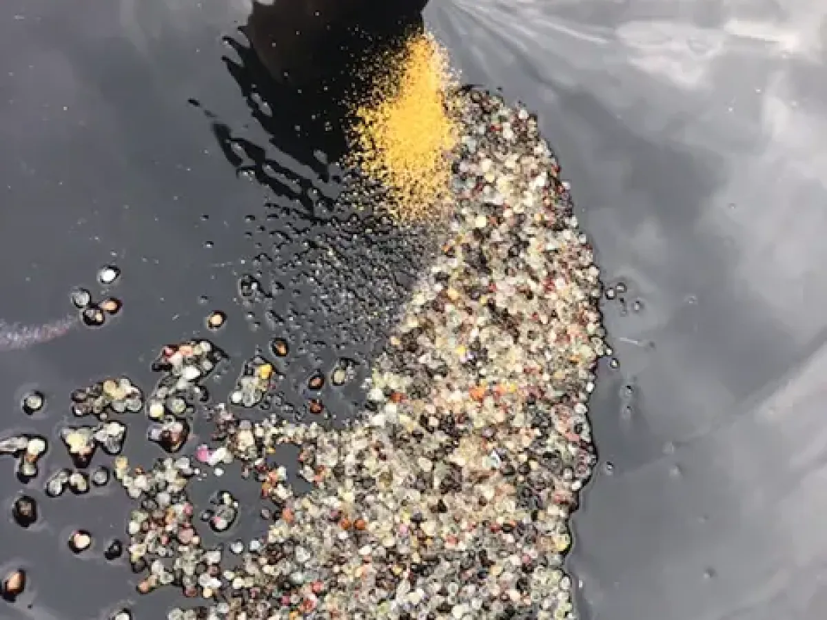 Gold-bearing concentrate being panned.